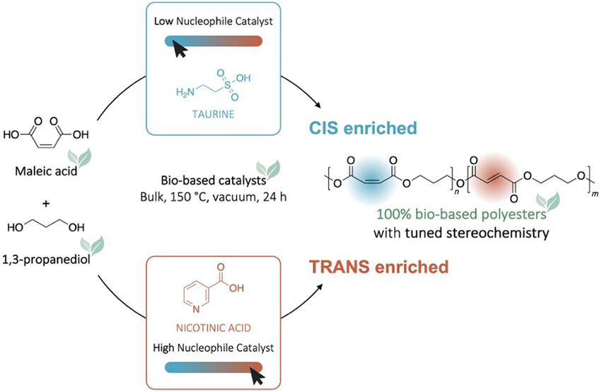 Biobased unsaturated polyesters Résines Polyesters Biosourcés poliésteres insaturados